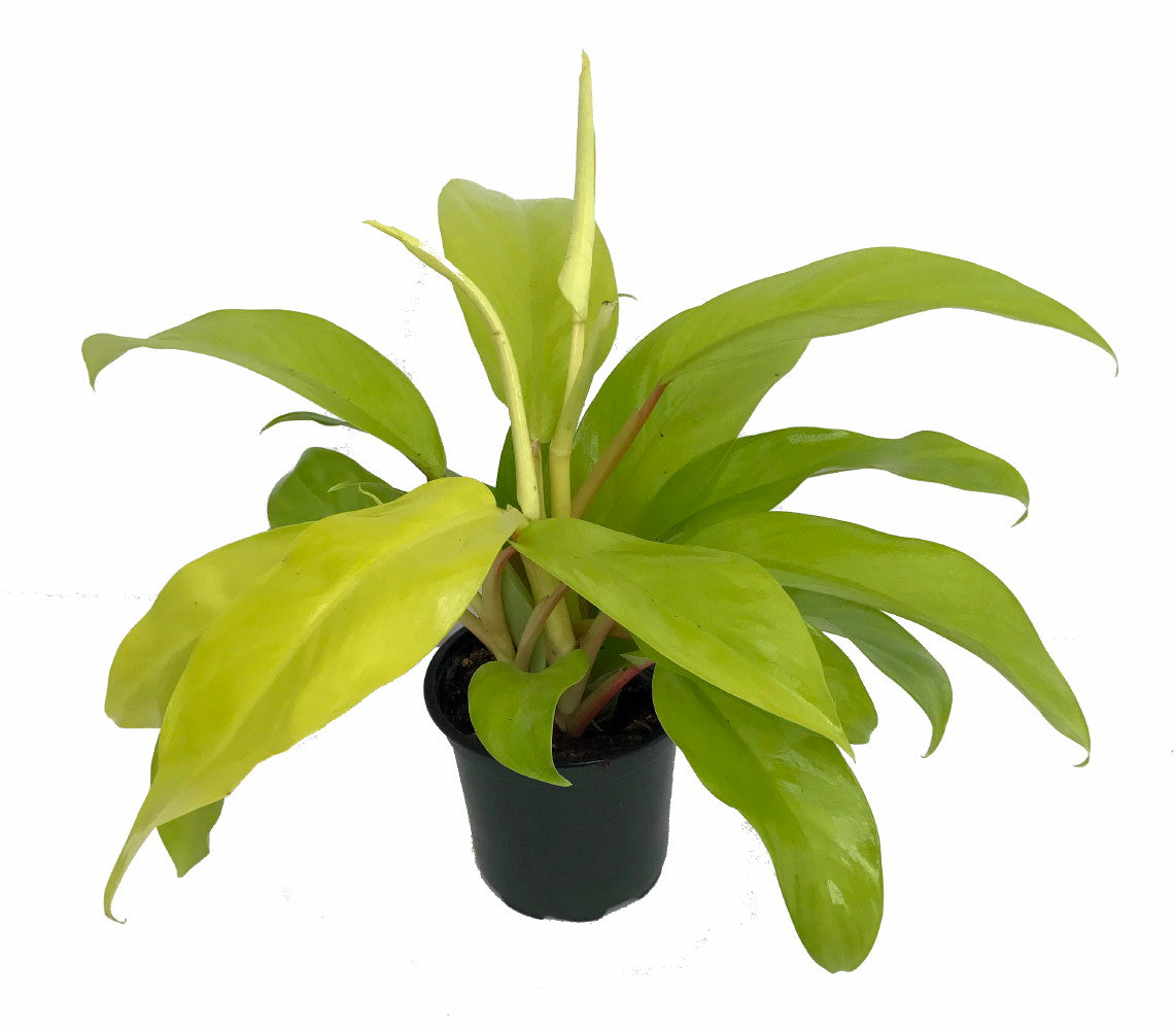 Philodendron Lemon Lime 16" - 20"